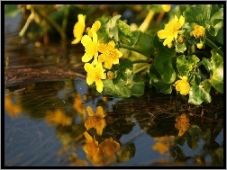 Woda, Kwiaty, Żółte